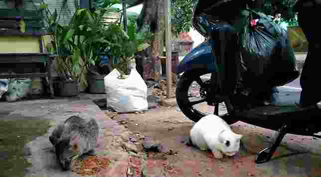 Memberi Makan Kucing Liar