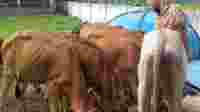 Pemotongan sapi di RPH Cigembor meningkat. foto:denihamdani/sakata.id