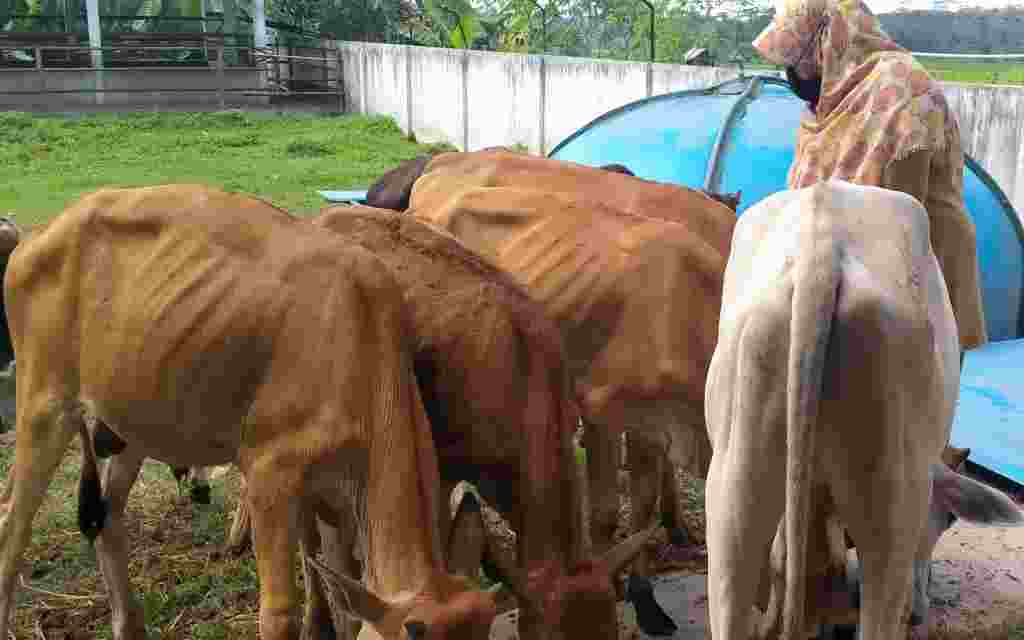 Pemotongan sapi di RPH Cigembor meningkat. foto:denihamdani/sakata.id