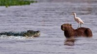 Buaya Tak Mau Memangsa Capybara