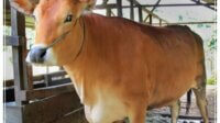 sapi pasundan hewan ternak genetic jabar