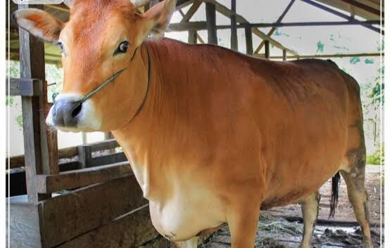 sapi pasundan hewan ternak genetic jabar